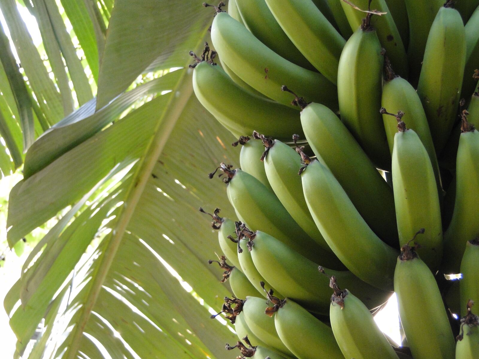 Sony Cyber-shot DSC-HX1 sample photo. Banana, plant, fruit photography