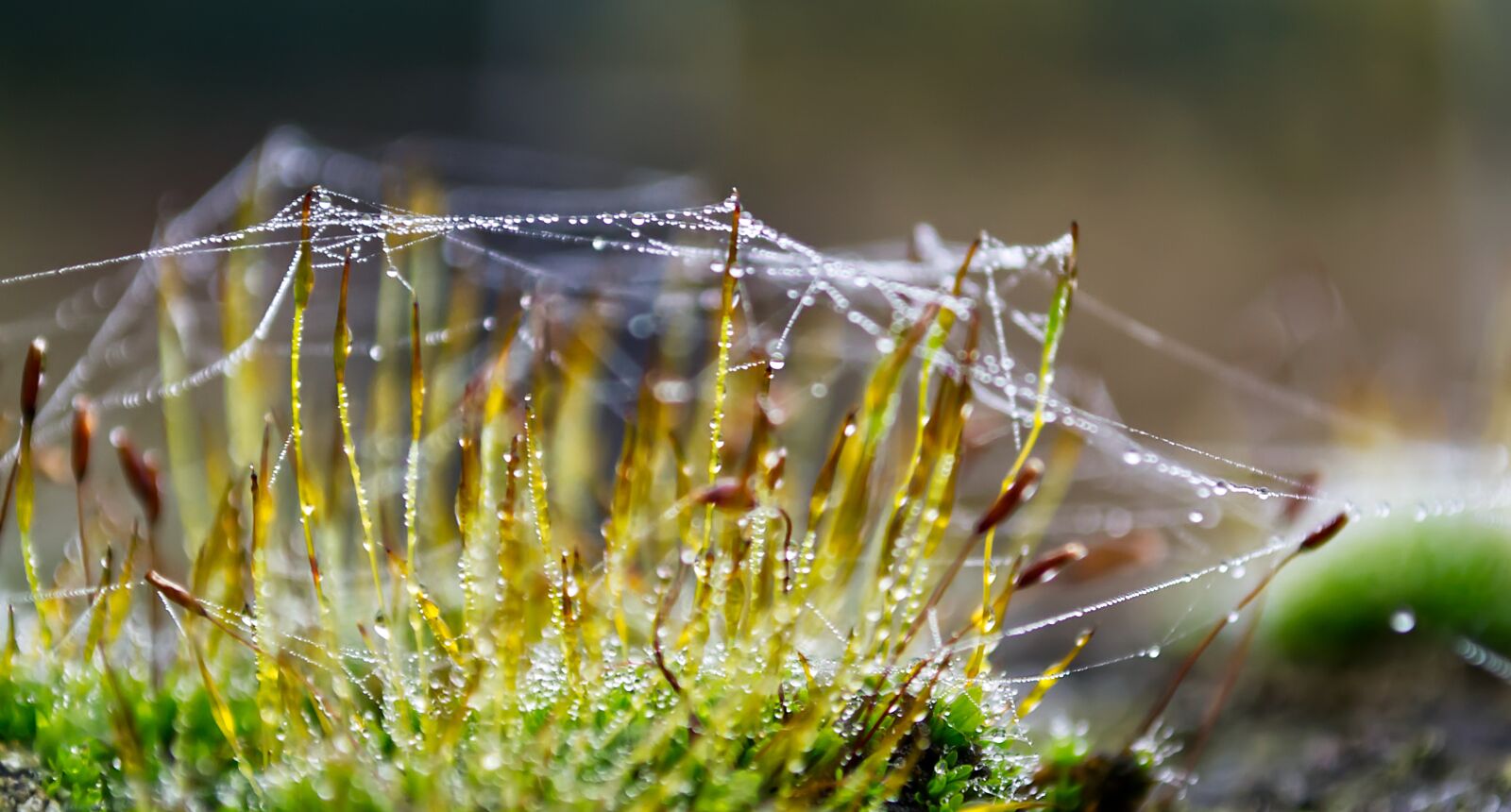 Nikon D3100 sample photo. Moss, drop of water photography
