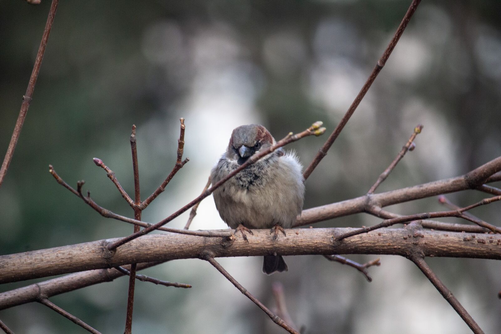 Canon EOS 100D (EOS Rebel SL1 / EOS Kiss X7) sample photo. Sparrow, bird, nature photography