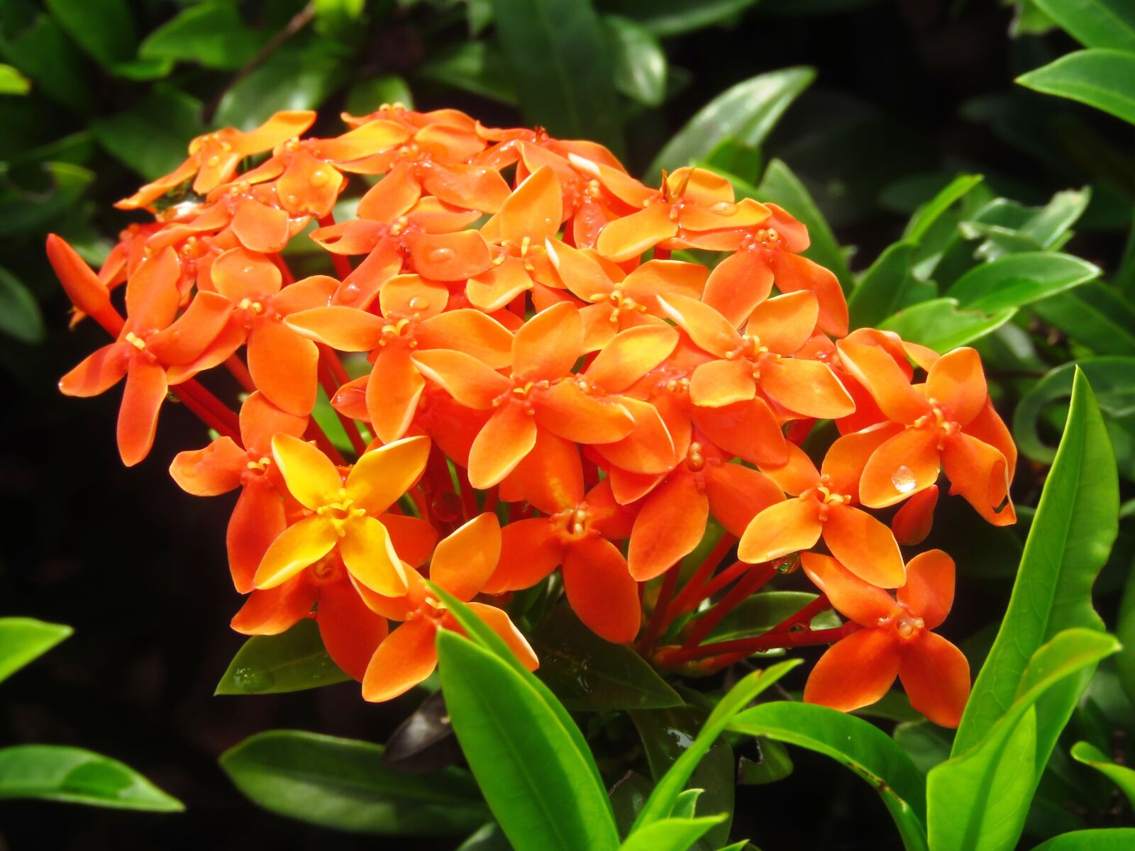 Canon PowerShot SX60 HS sample photo. Flowers, garden, nature photography