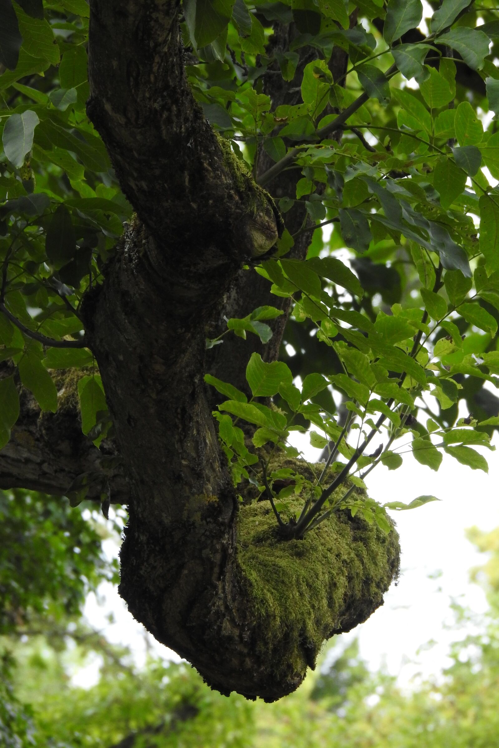 Nikon Coolpix P900 sample photo. Tree, branch, nature photography