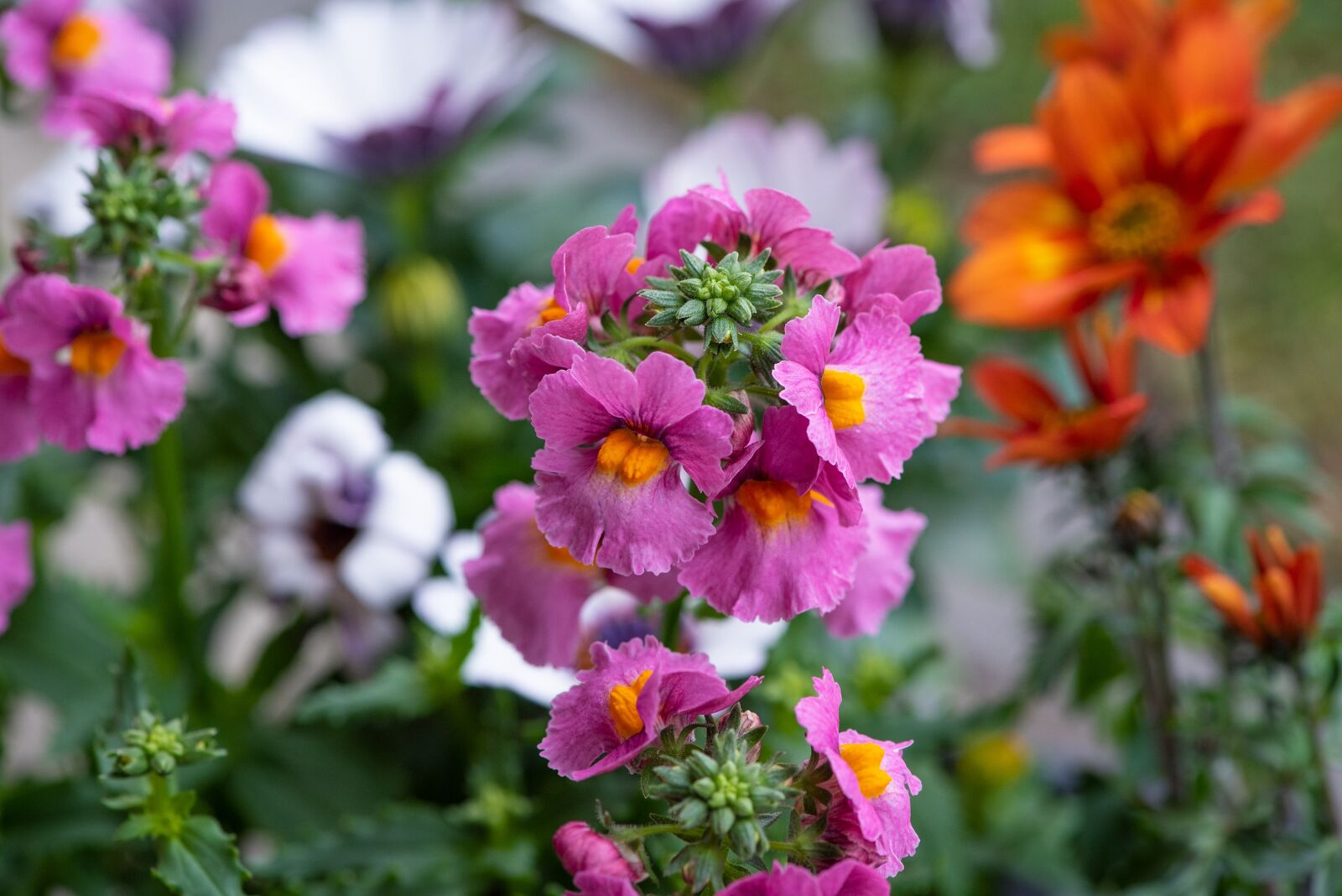 Nikon D750 sample photo. Flowers, garden, garden flowers photography