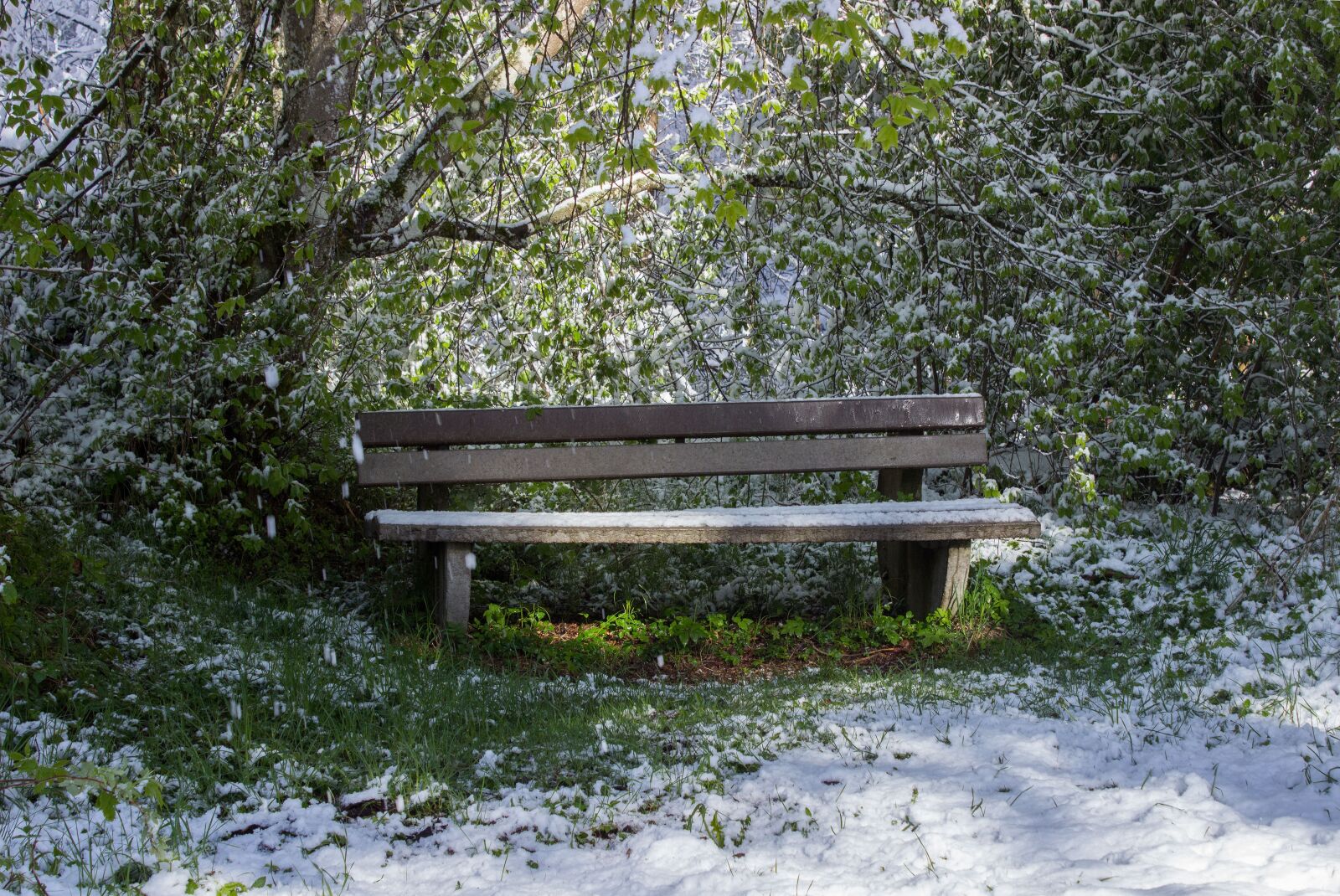 Canon EOS 600D (Rebel EOS T3i / EOS Kiss X5) sample photo. Spring, snow, nature photography
