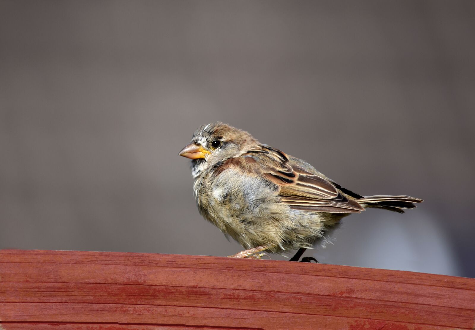 Nikon D5300 sample photo. Sparrow, bird, nature photography