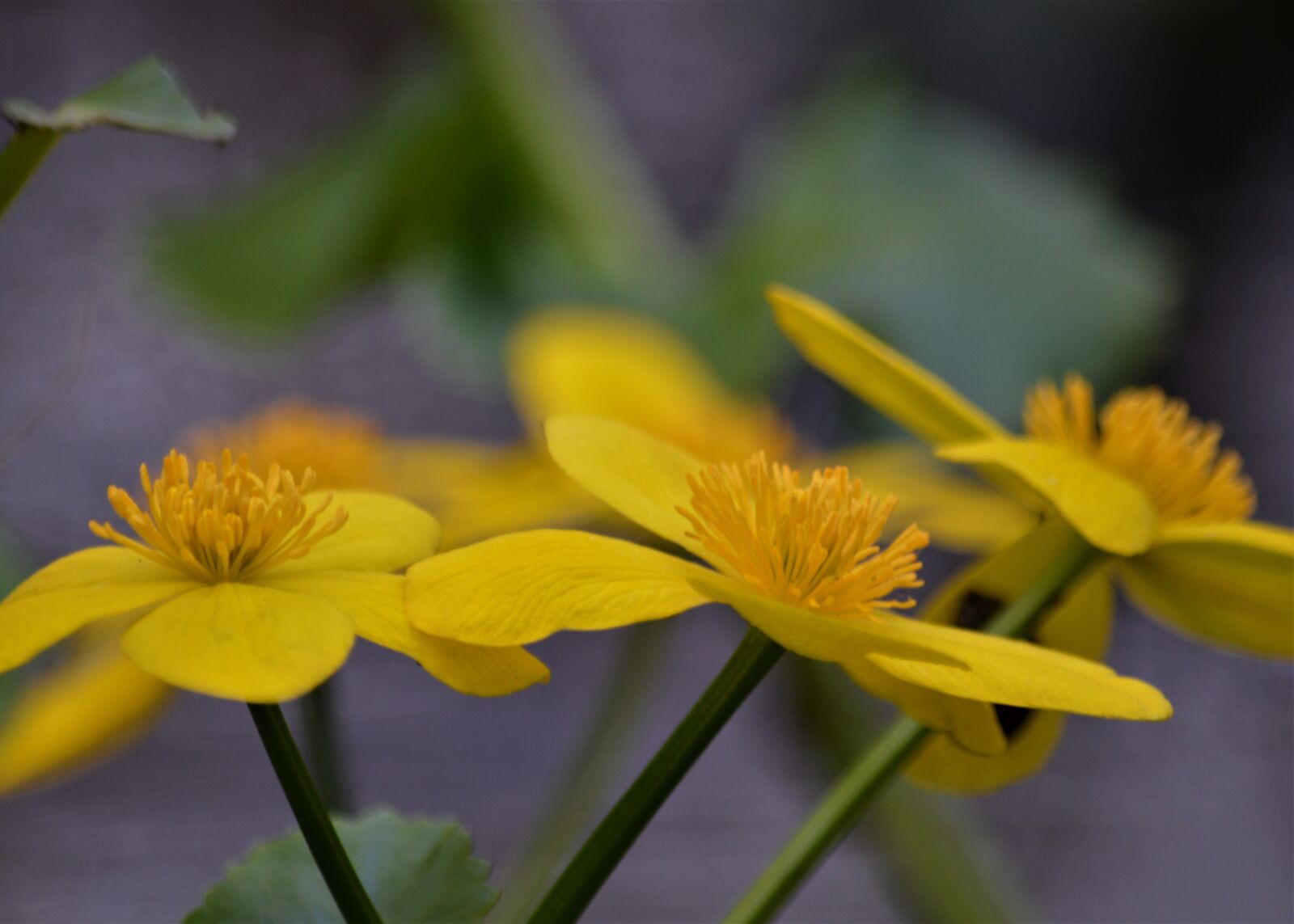 Nikon D3200 sample photo. Kevad, lilled, metsas photography