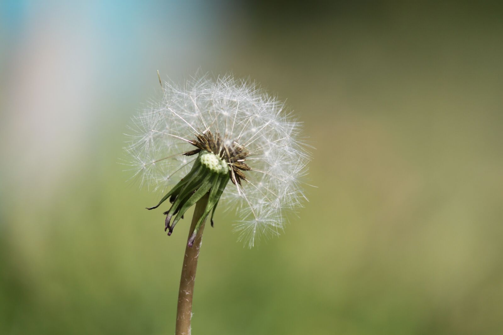 Canon EOS 500D (EOS Rebel T1i / EOS Kiss X3) sample photo. Dandelion, weed, nature photography