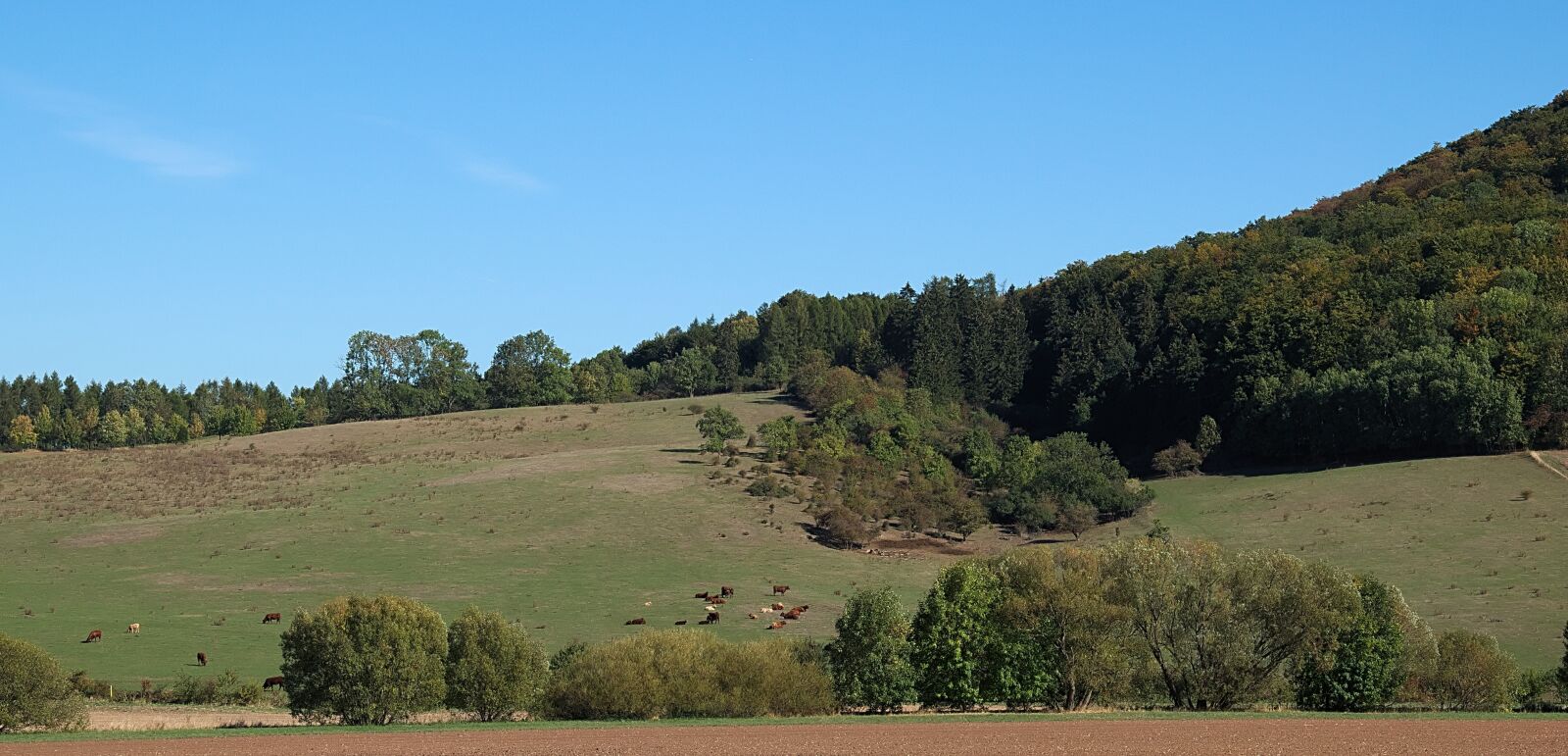 Nikon D3300 sample photo. Field, forest, reported photography