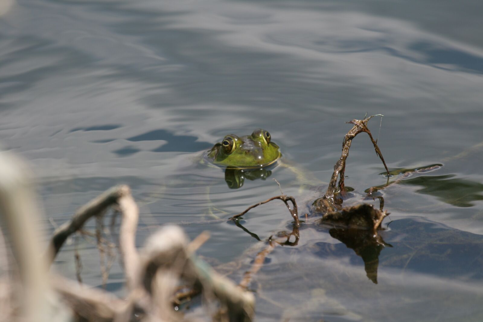 Canon EOS 20D sample photo. Pond frog, amphibian, water photography
