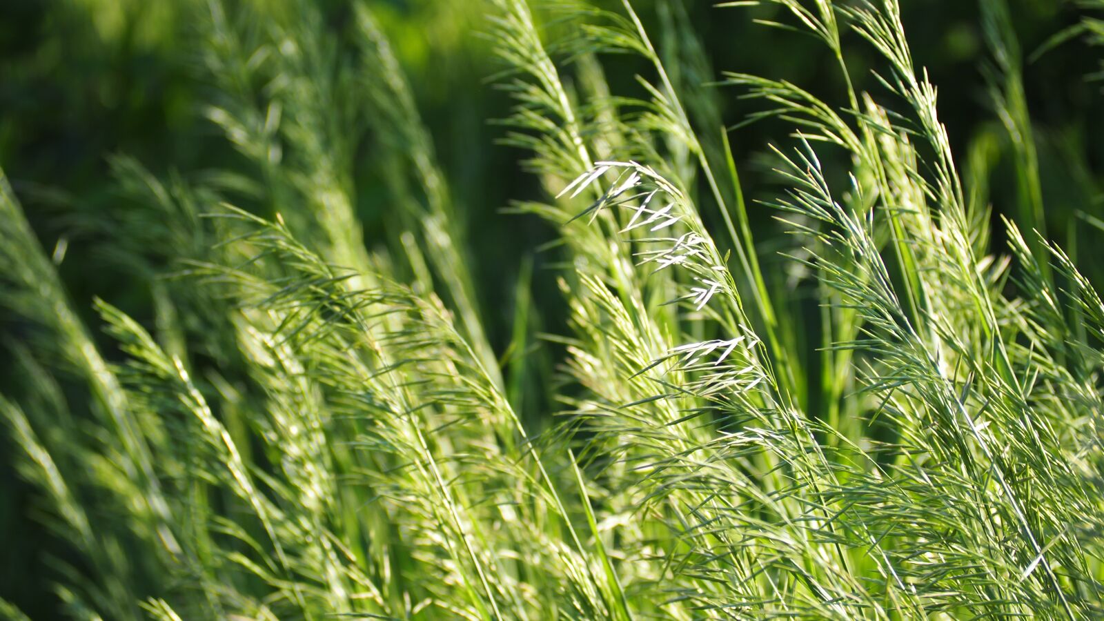 Olympus OM-D E-M10 II sample photo. Fields, green, nature photography