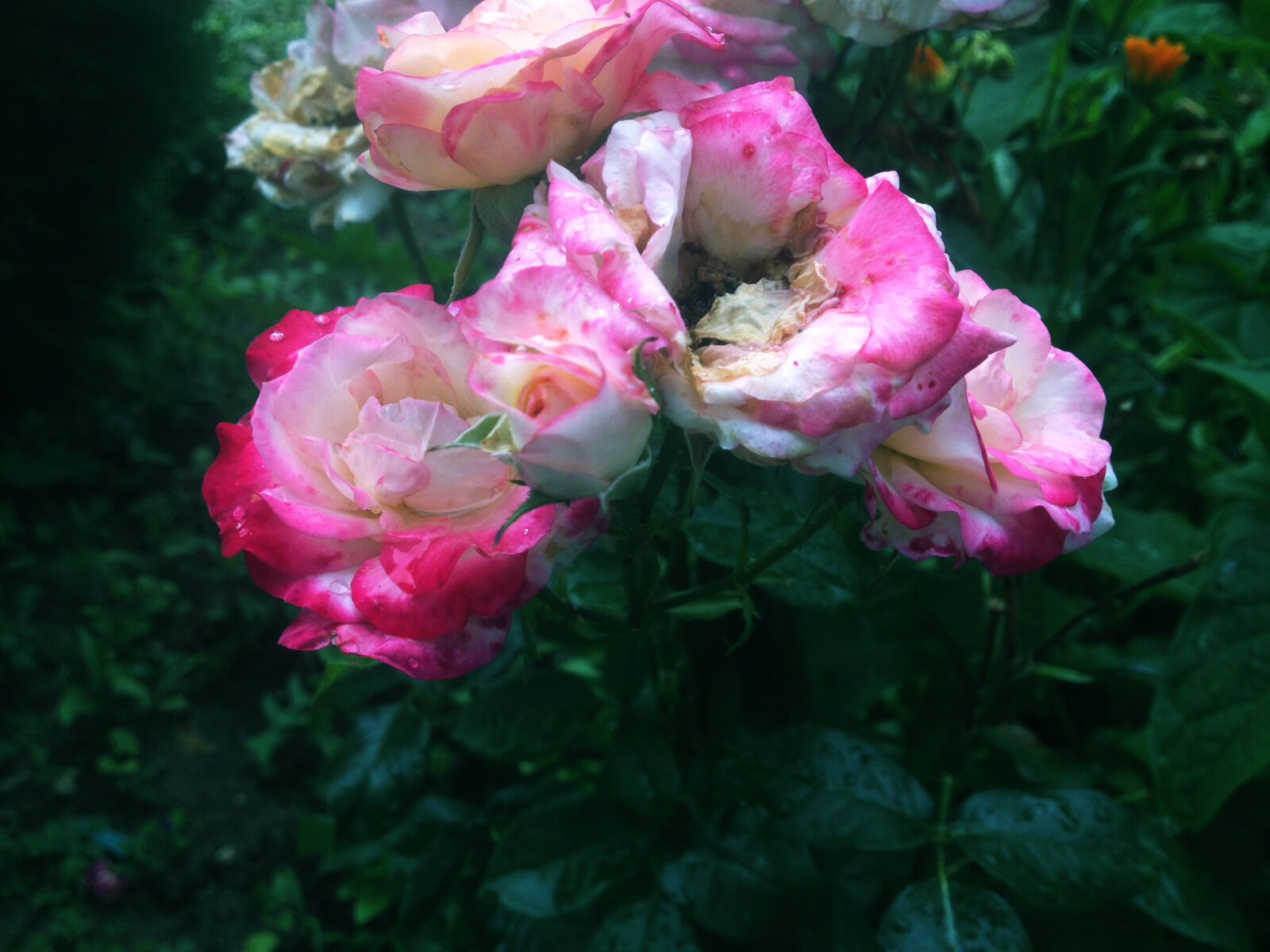 iPhone 4S back camera 4.28mm f/2.4 sample photo. Dark, drops, flower, flowers photography