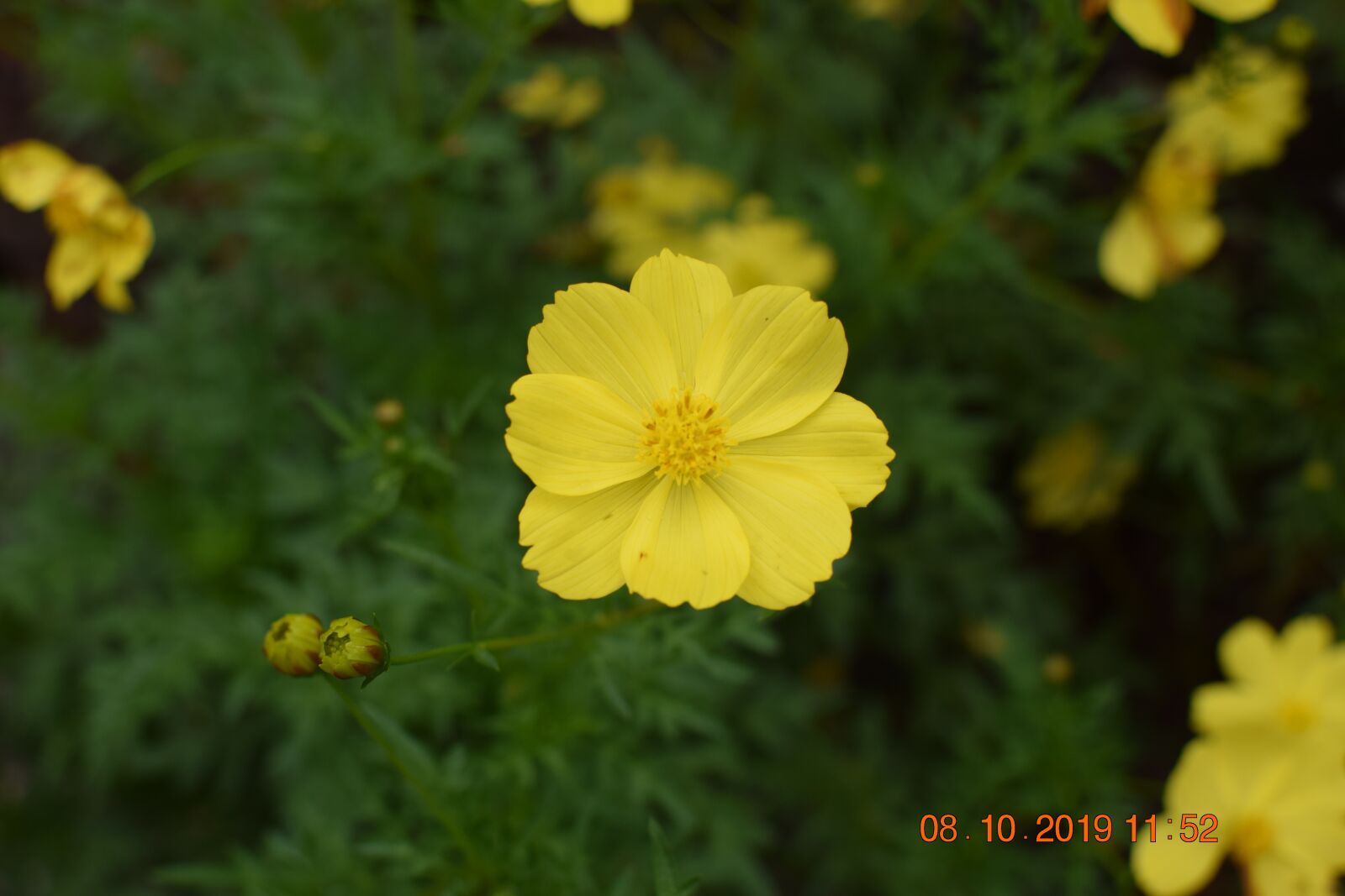 Nikon D3300 sample photo. Greenary, flower, tree photography