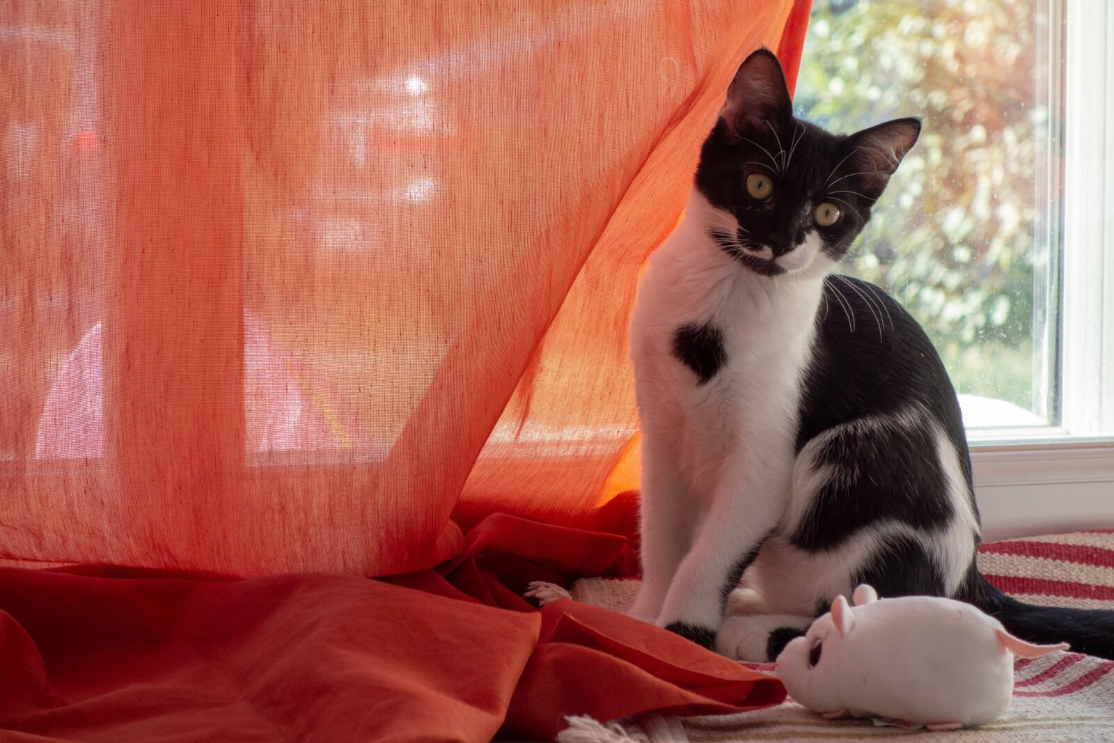 Sony Cyber-shot DSC-RX100 sample photo. Cat, portrait, animals photography