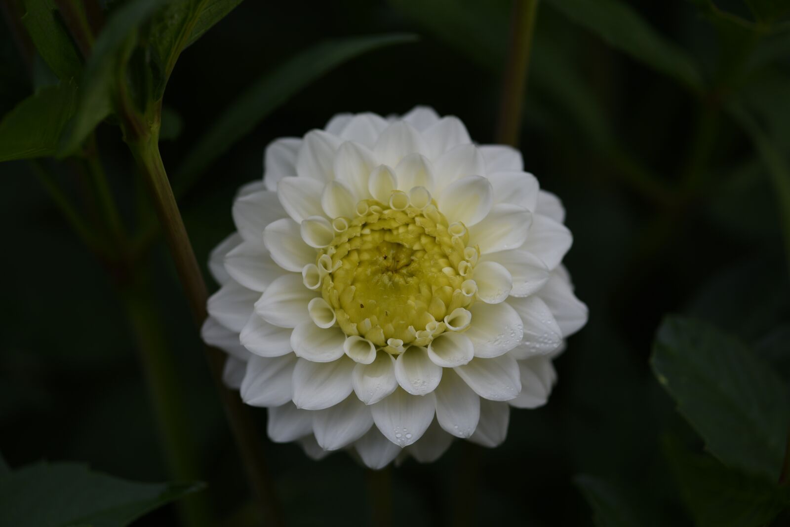 Nikon D750 sample photo. White, dahlia, bloom photography