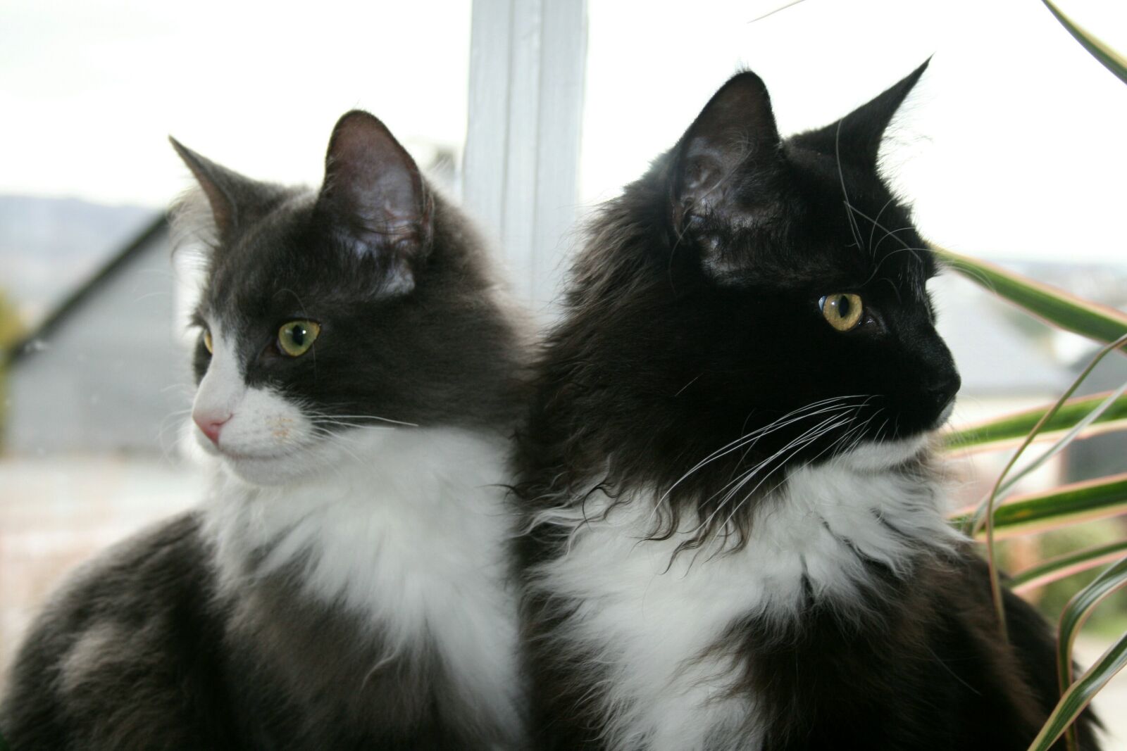 Canon EOS 400D (EOS Digital Rebel XTi / EOS Kiss Digital X) sample photo. Cat, mainecoon, animal photography