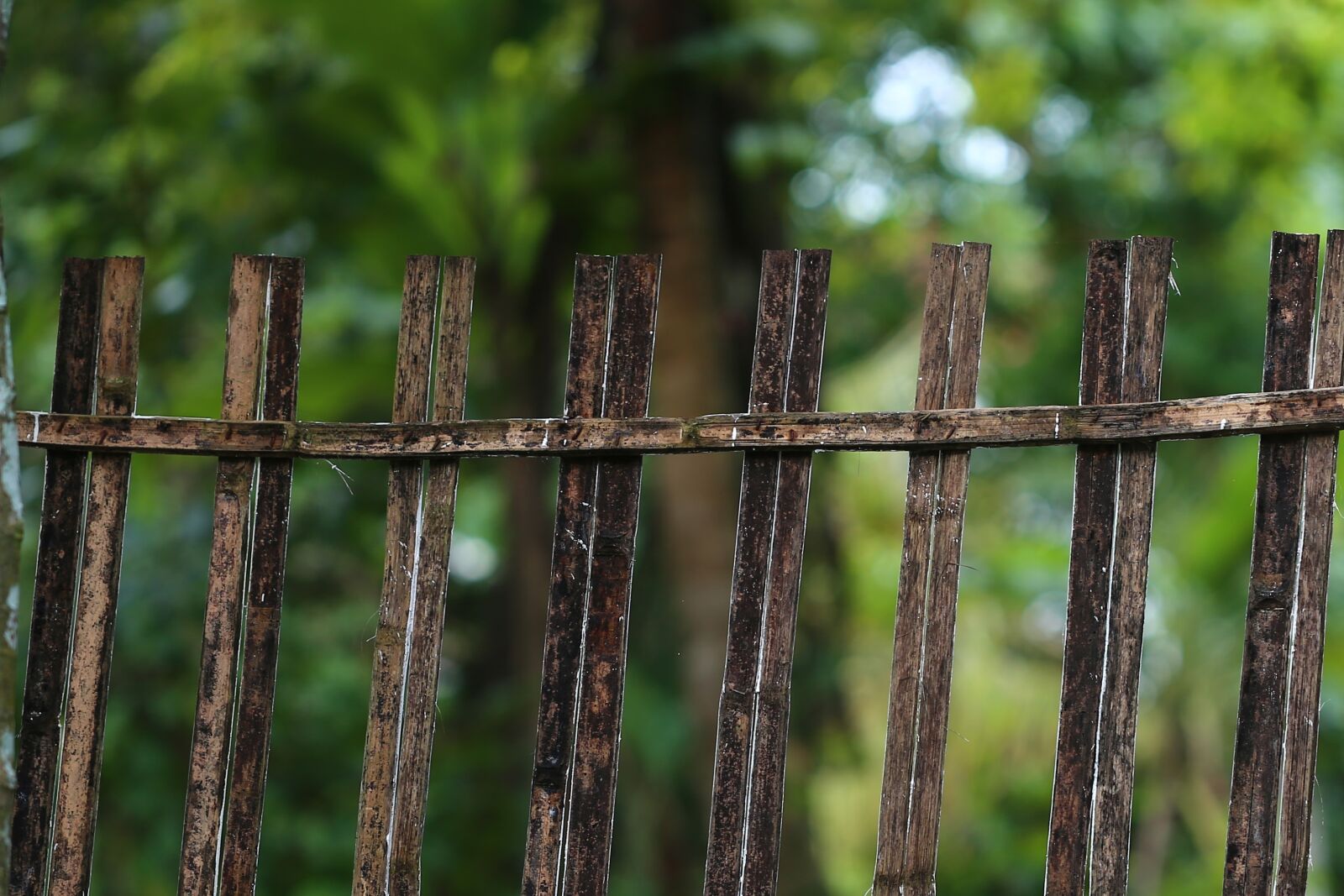Canon EF 100mm F2.8L Macro IS USM sample photo. Fence, outdoors, wood photography