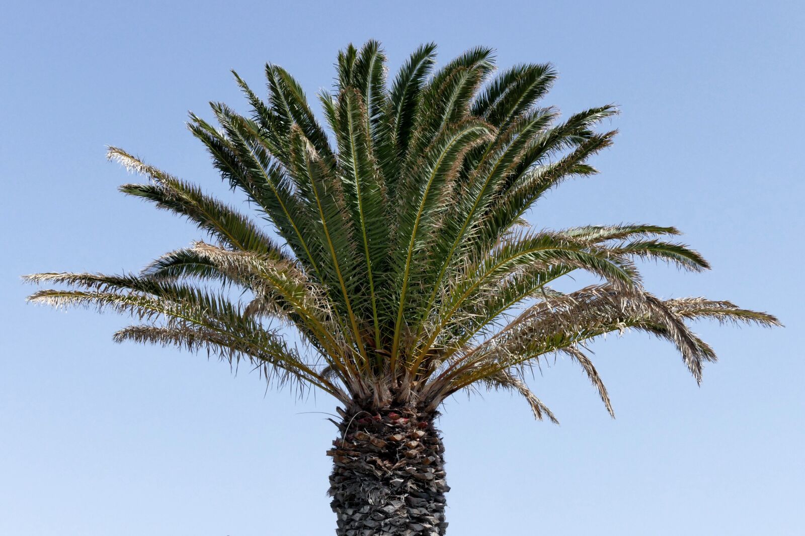 Panasonic Lumix DMC-FZ1000 sample photo. Palma, coconut, tree photography