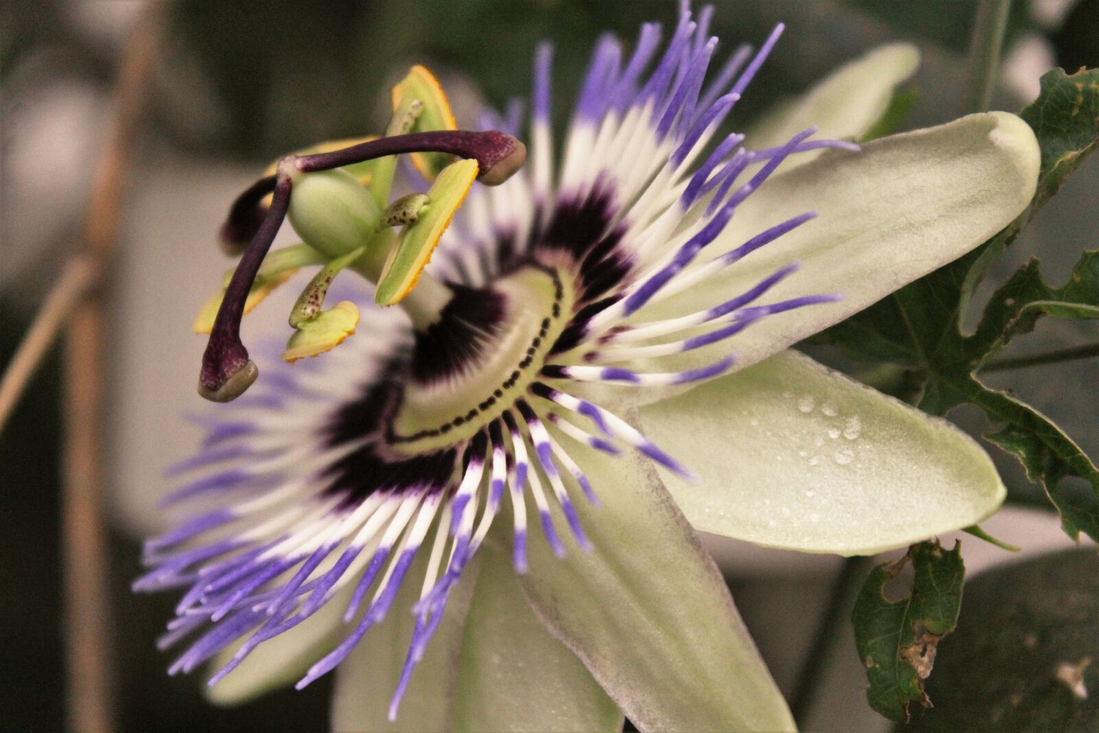 Canon EOS 1200D (EOS Rebel T5 / EOS Kiss X70 / EOS Hi) sample photo. Passionflower, nature, passiflora photography