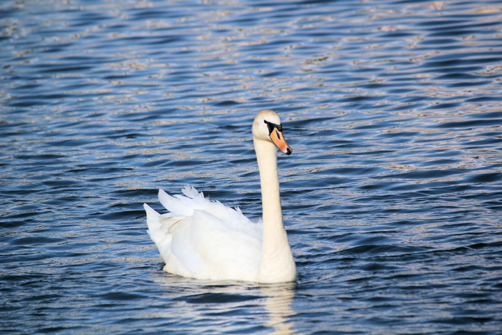 Canon EOS 550D (EOS Rebel T2i / EOS Kiss X4) sample photo. Swan, bird, water photography