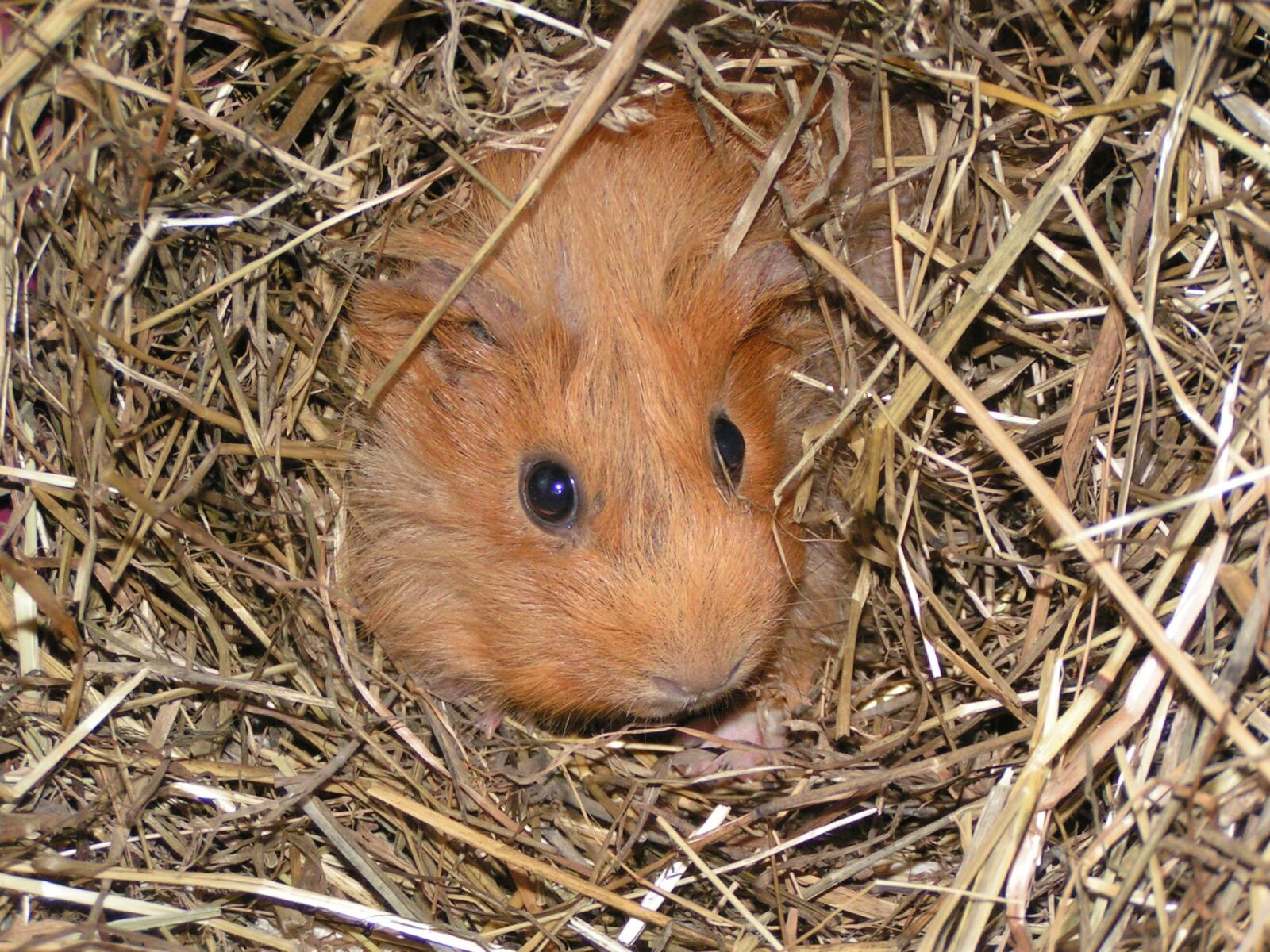 KONICA MINOLTA DiMAGE Z1 sample photo. Guinea pig, animal, straw photography