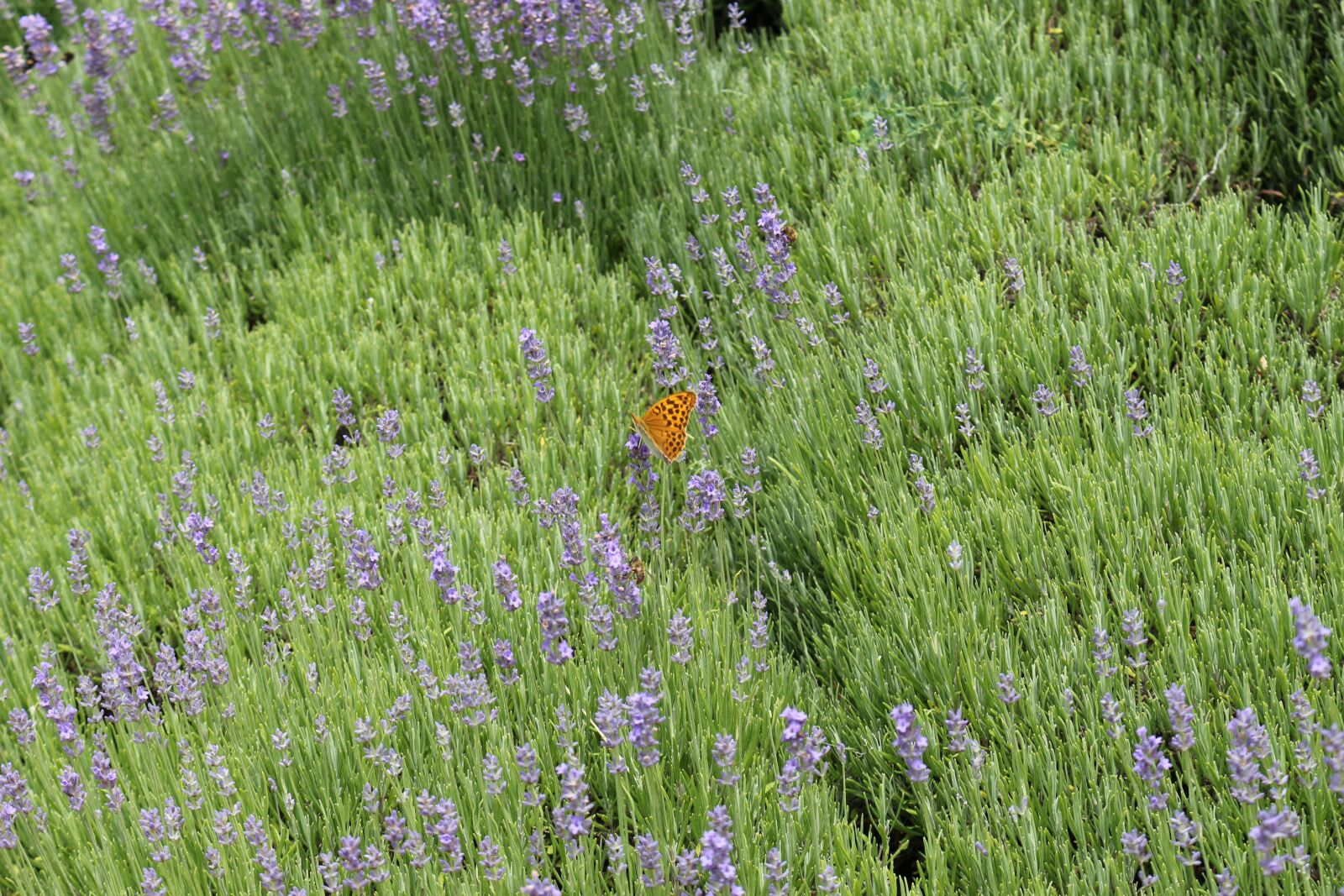 Canon EOS 700D (EOS Rebel T5i / EOS Kiss X7i) sample photo. Lavender, butterfly, nature photography