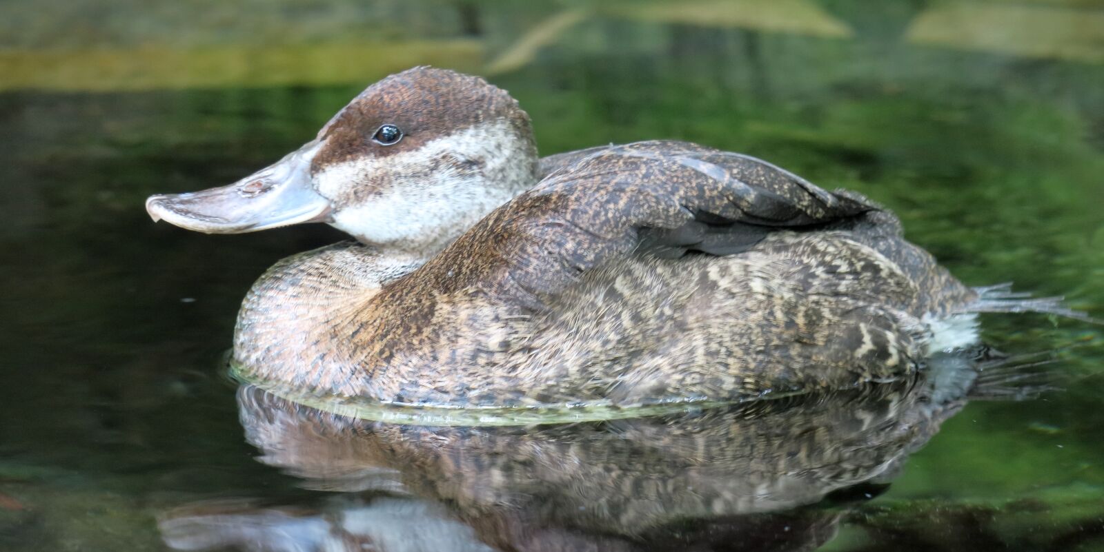Canon PowerShot G3 X sample photo. Duck, water, florida photography
