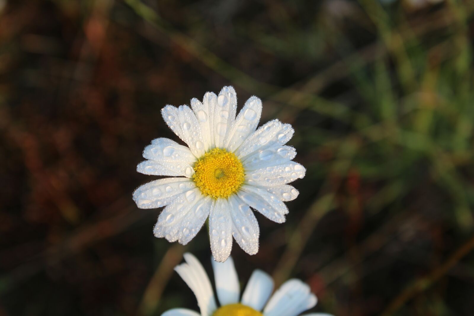 Canon EOS 1200D (EOS Rebel T5 / EOS Kiss X70 / EOS Hi) sample photo. Daisy, nature, flower photography