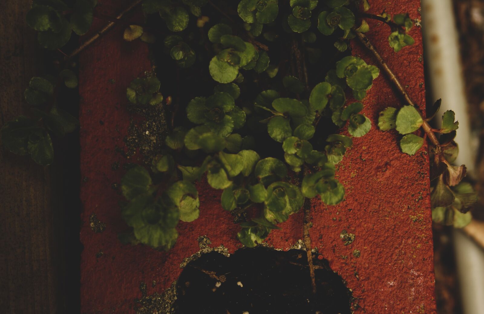 Sony Alpha DSLR-A200 sample photo. Vines, bricks, wall photography