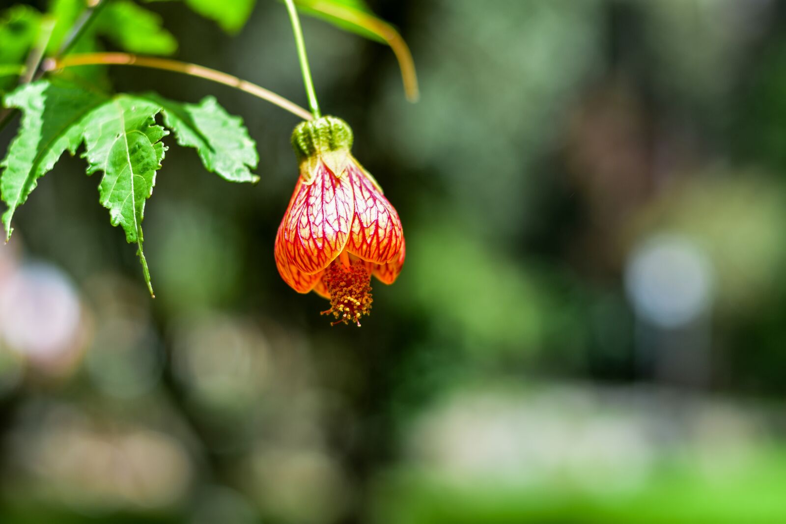 Nikon D3400 sample photo. Flower, beauty, plant photography