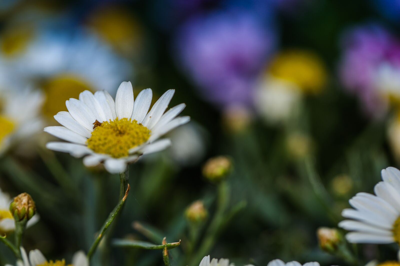 Canon EOS R sample photo. Daisy, white, blossom photography