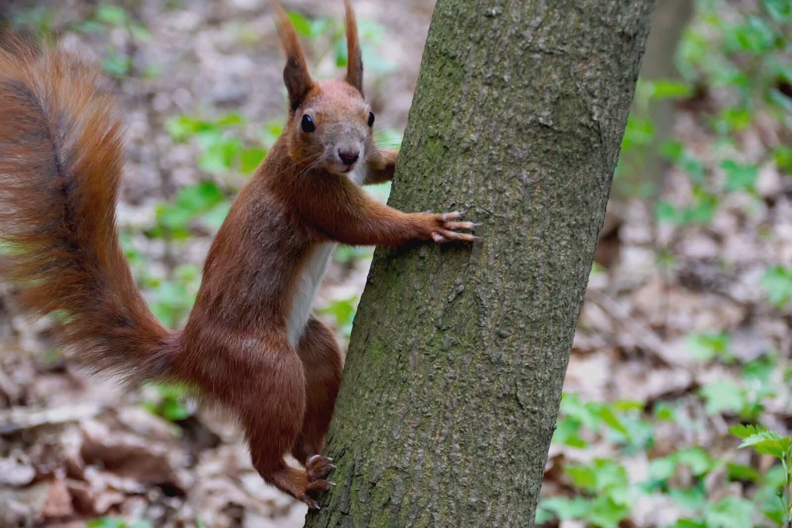 Nikon D3300 sample photo. The squirrel, animal, forest photography