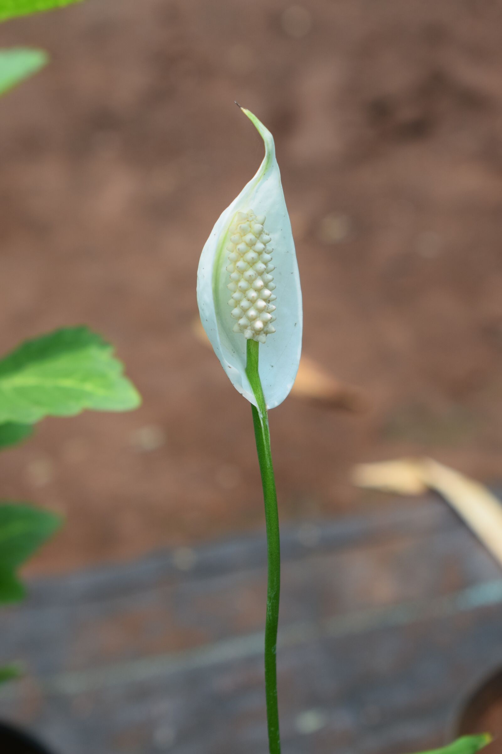 Nikon D5300 sample photo. Flowers, white flowers, elegance photography