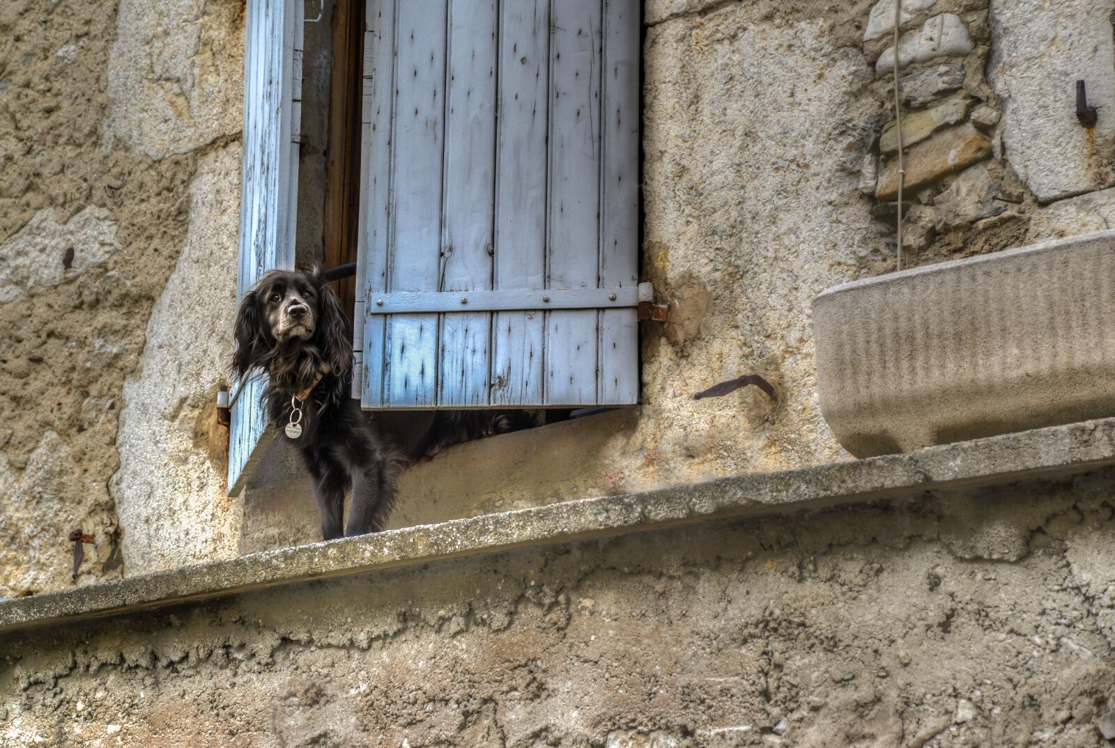 Nikon D610 sample photo. Dog, window, waiting photography