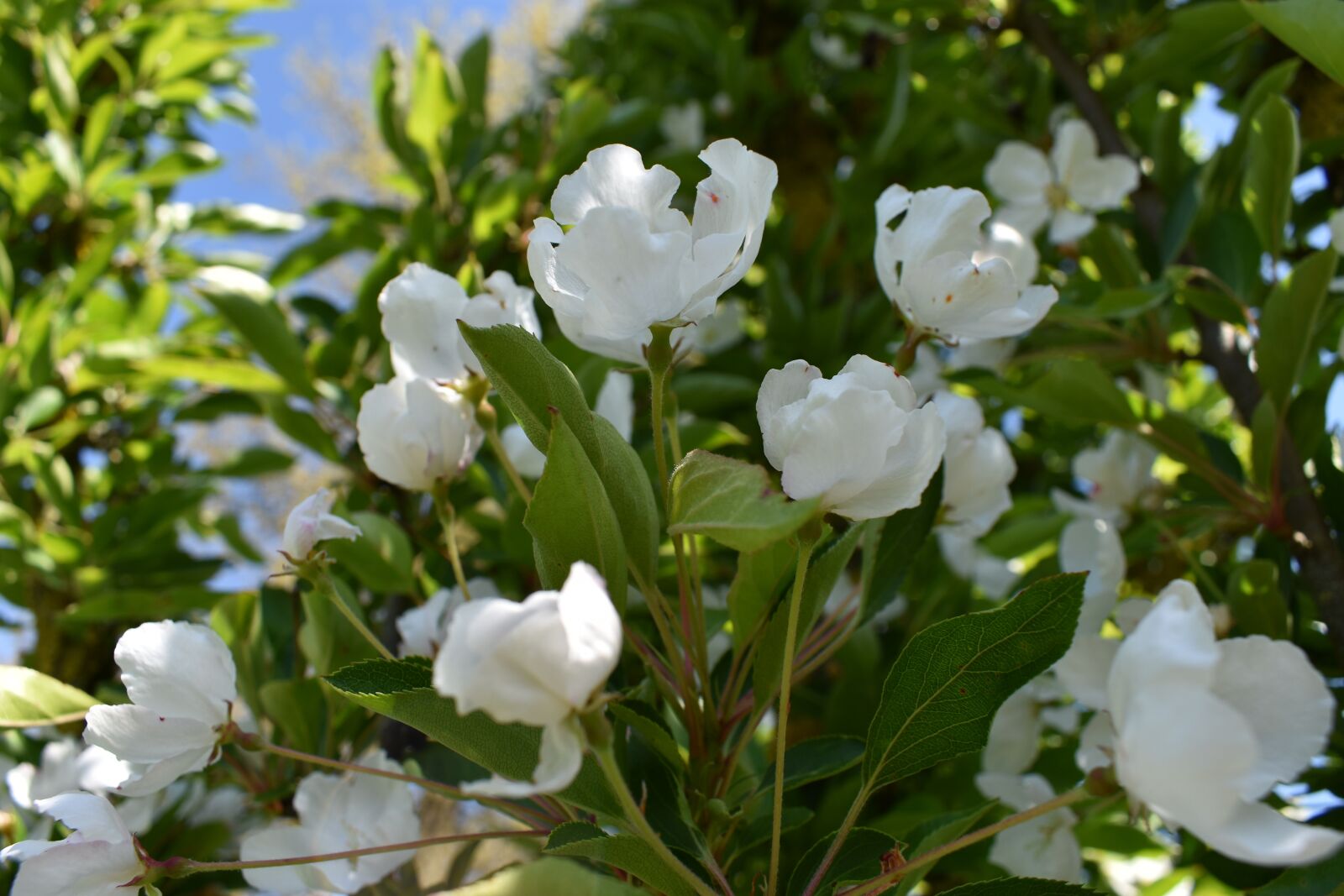 Nikon D3400 sample photo. White, flowers, buds photography
