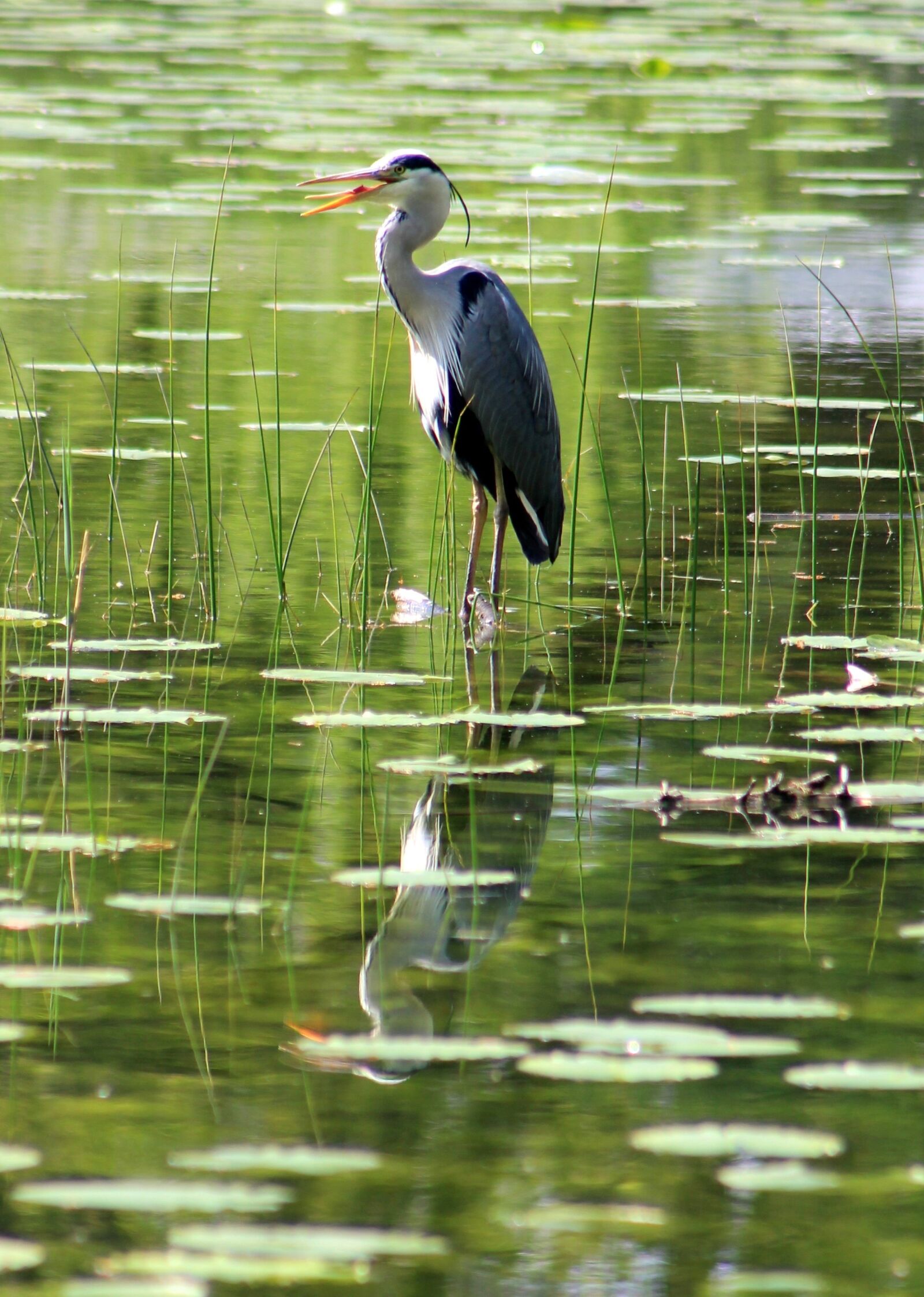 Canon EF 75-300mm f/4-5.6 sample photo. Heron, bird, pond photography