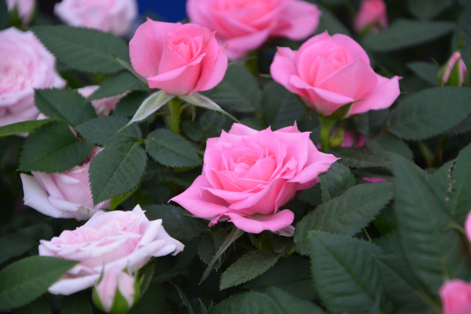 Nikon D5200 sample photo. Pink, rosebush, color pink photography