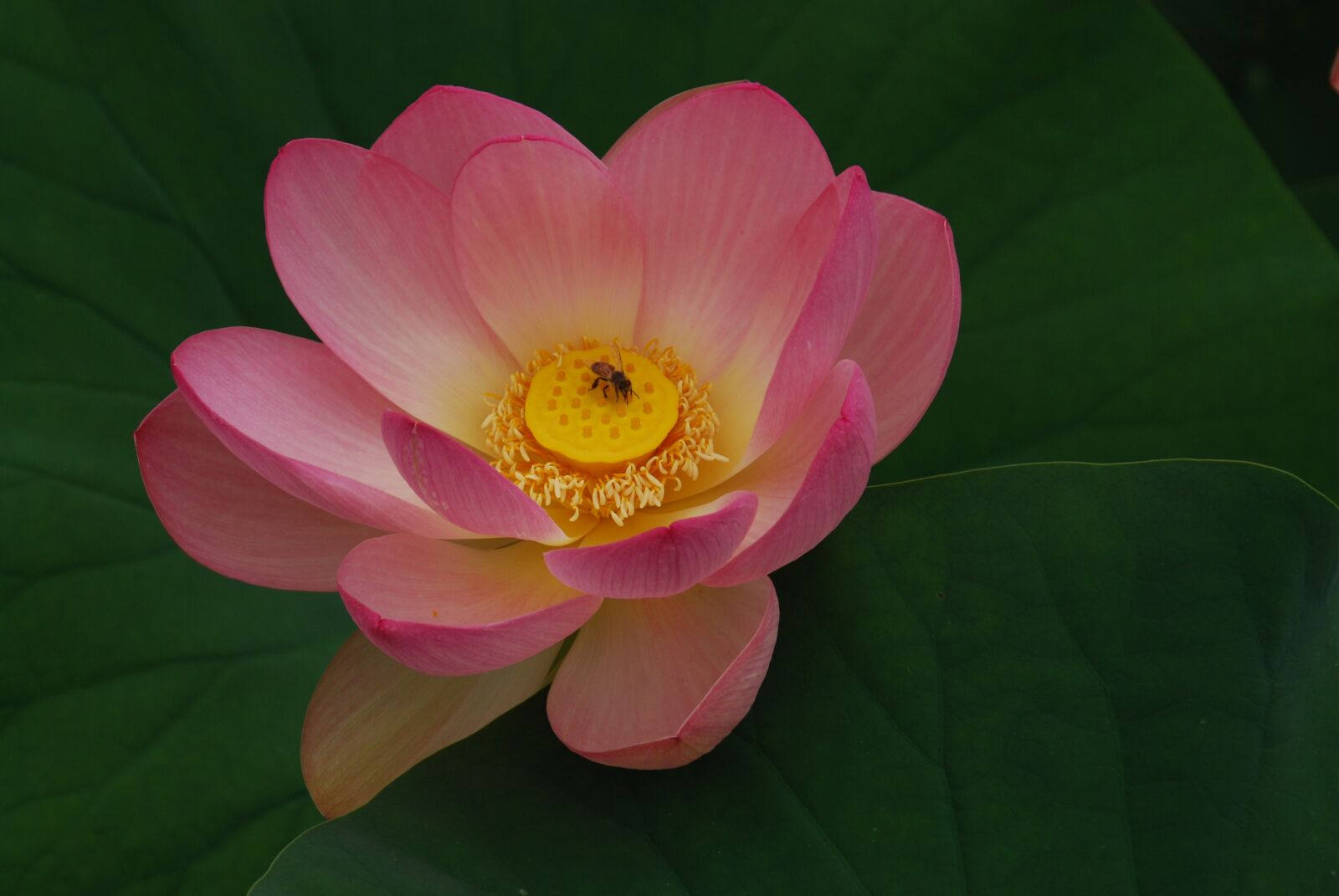 Nikon D80 sample photo. Flower, lotus, pink photography