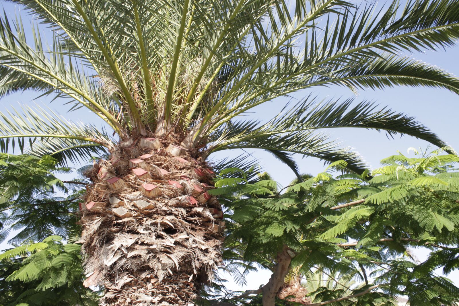 Canon EOS 1100D (EOS Rebel T3 / EOS Kiss X50) sample photo. Palm, vacations, tenerife photography