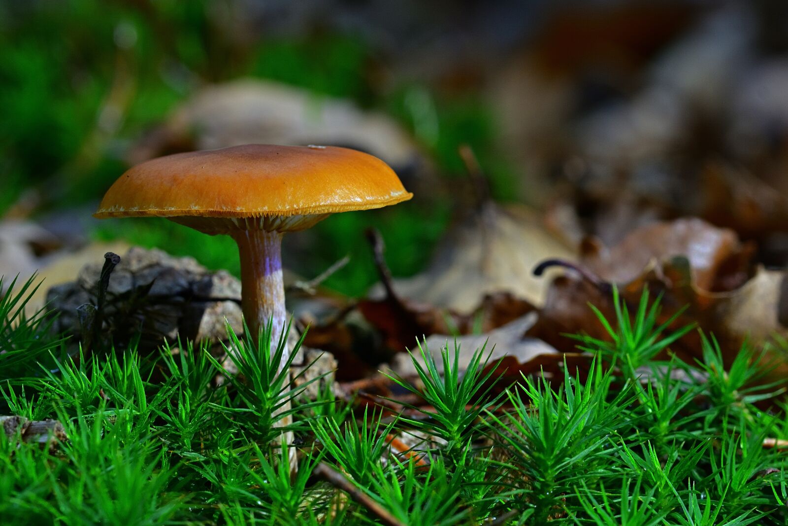 Nikon D5200 sample photo. Forest, mushroom, moss photography