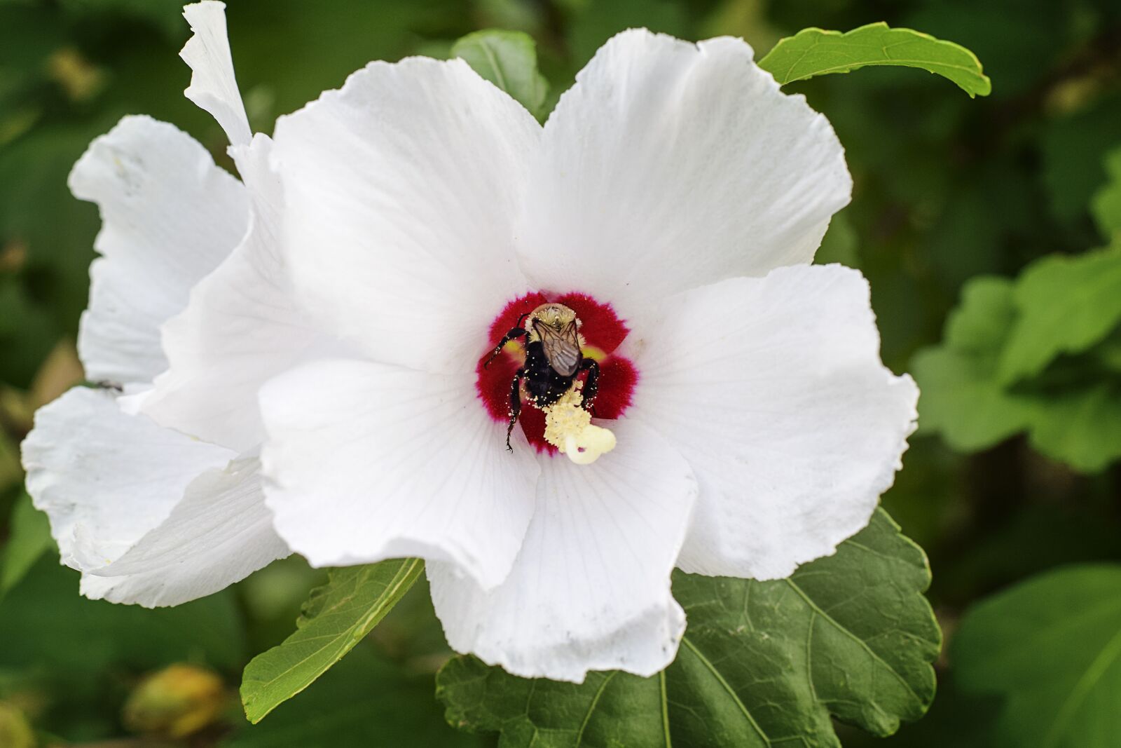 Nikon D5300 sample photo. Flower, bee, insect photography