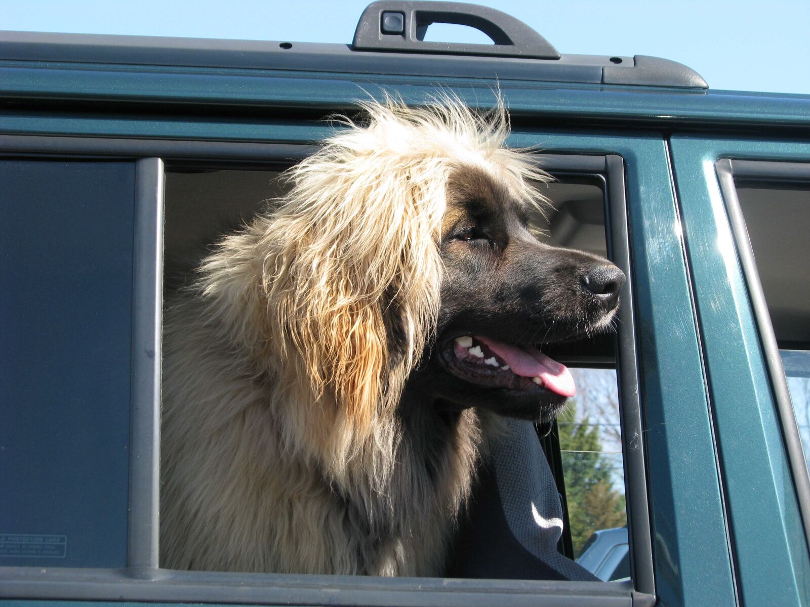 Canon POWERSHOT S5 IS sample photo. Domestic dog, canis familiaris photography