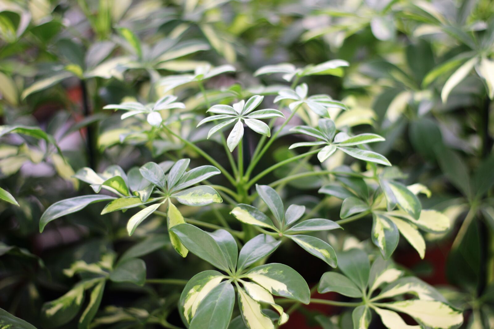 Canon EOS 600D (Rebel EOS T3i / EOS Kiss X5) + Canon EF 50mm F1.8 II sample photo. Green, plant, fern photography