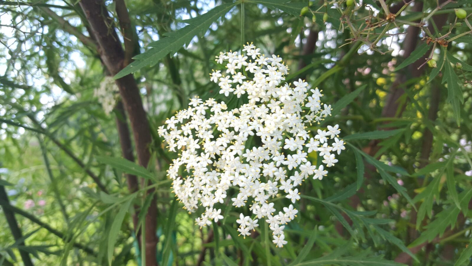 Samsung GALAXY S6 edge sample photo. Sambucus, garden, white flowers photography