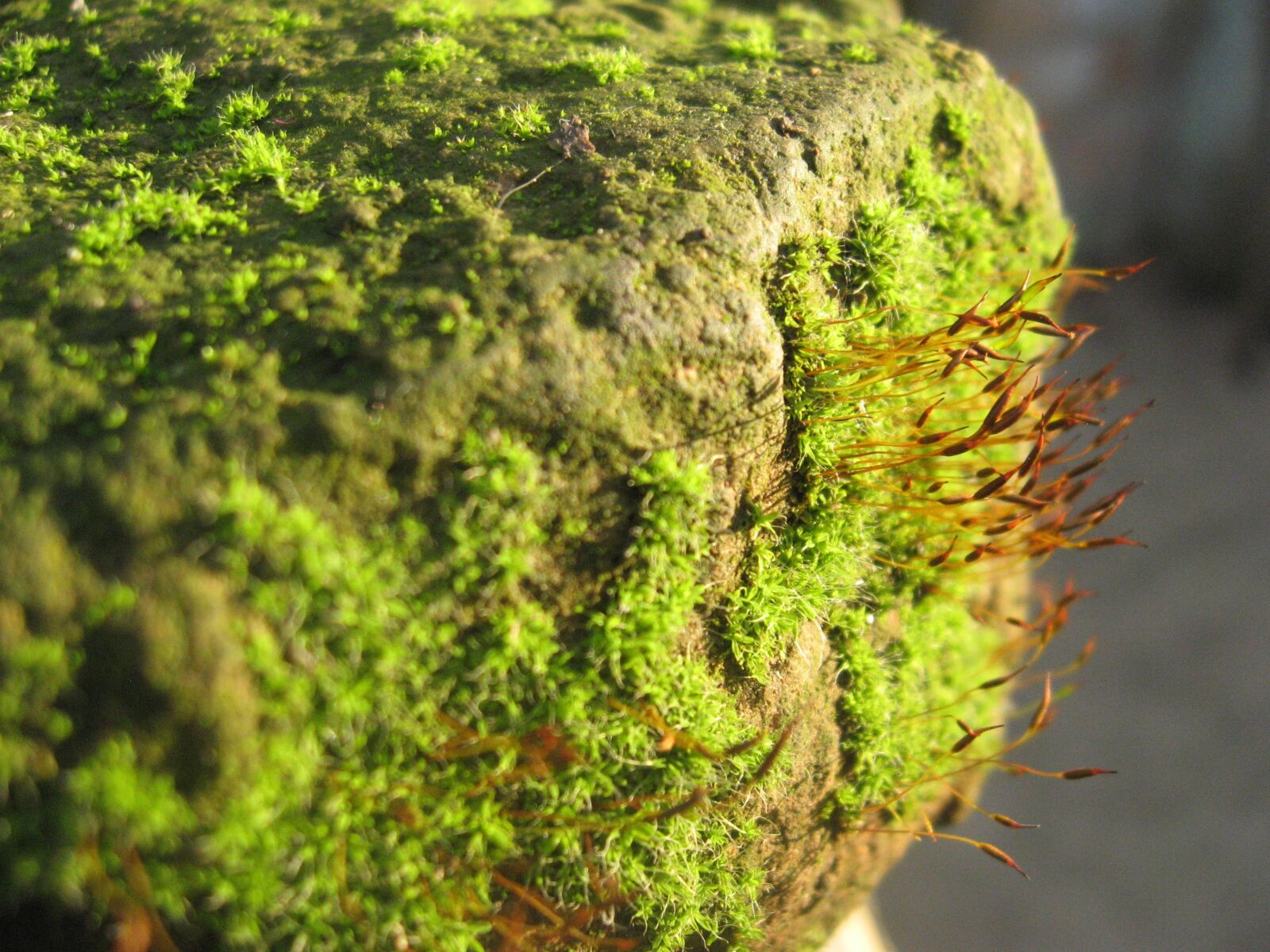 Canon POWERSHOT A550 sample photo. Moss photography