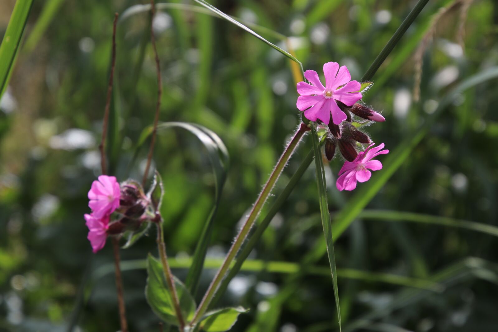 Canon EOS 80D sample photo. Grass, alpine, flower photography