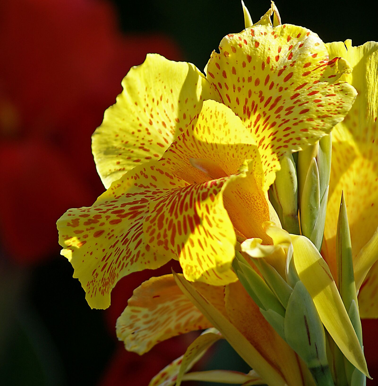 Sony Alpha DSLR-A100 sample photo. Kahn, flower, yellow flower photography
