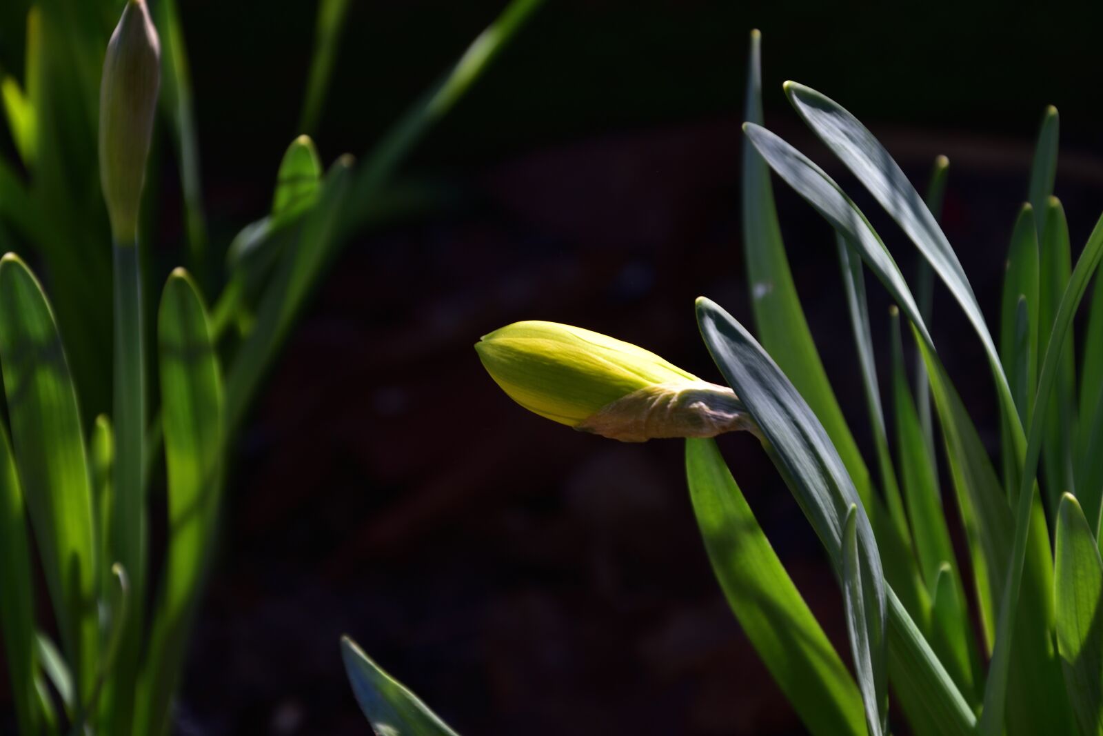 Nikon D3400 sample photo. Spring, bud, plant photography