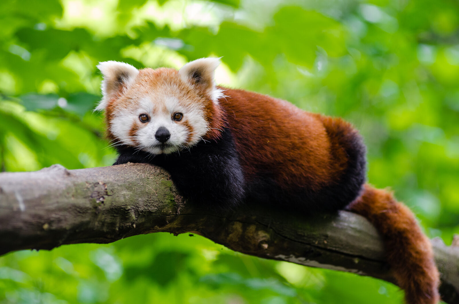 AF Zoom-Nikkor 80-200mm f/2.8 ED sample photo. Brown, and, black, short photography