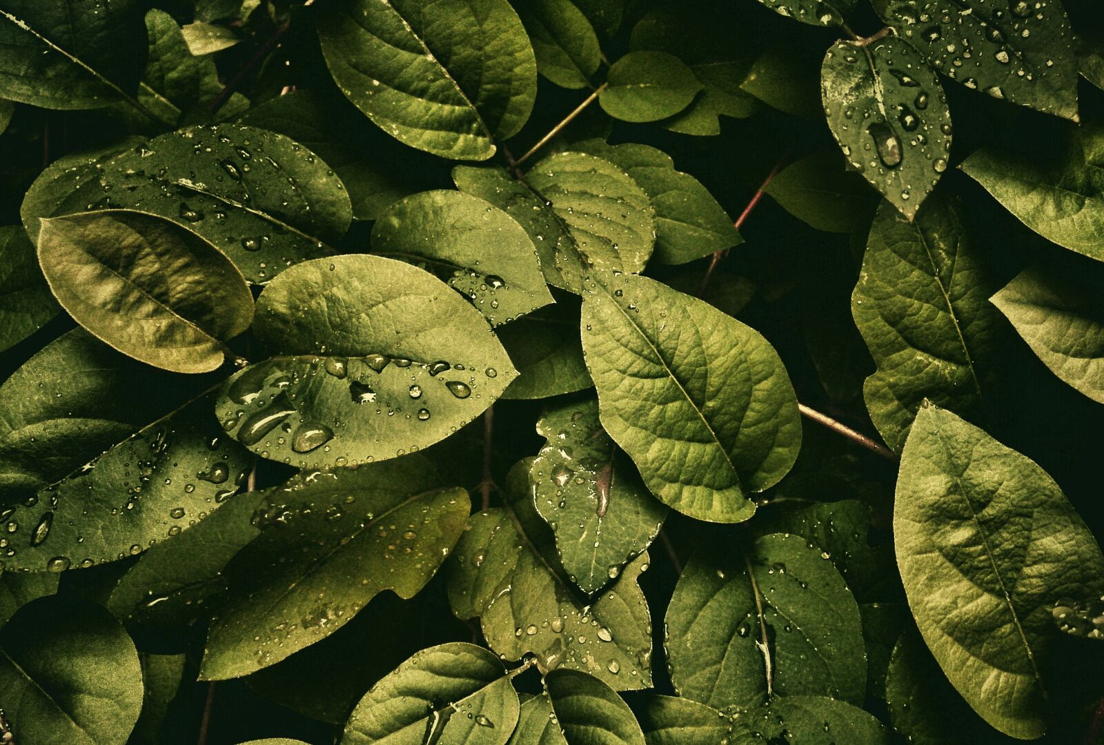 Nikon D3100 sample photo. Nature, leaves, dew photography