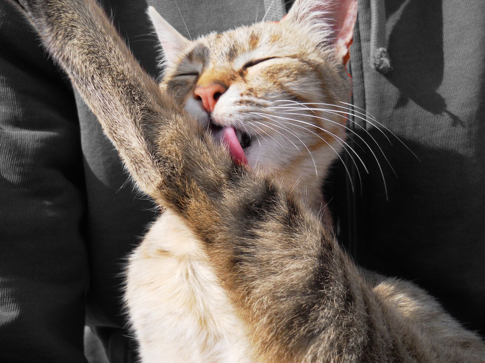 Nikon Coolpix L22 sample photo. Cat, licking, kitten photography