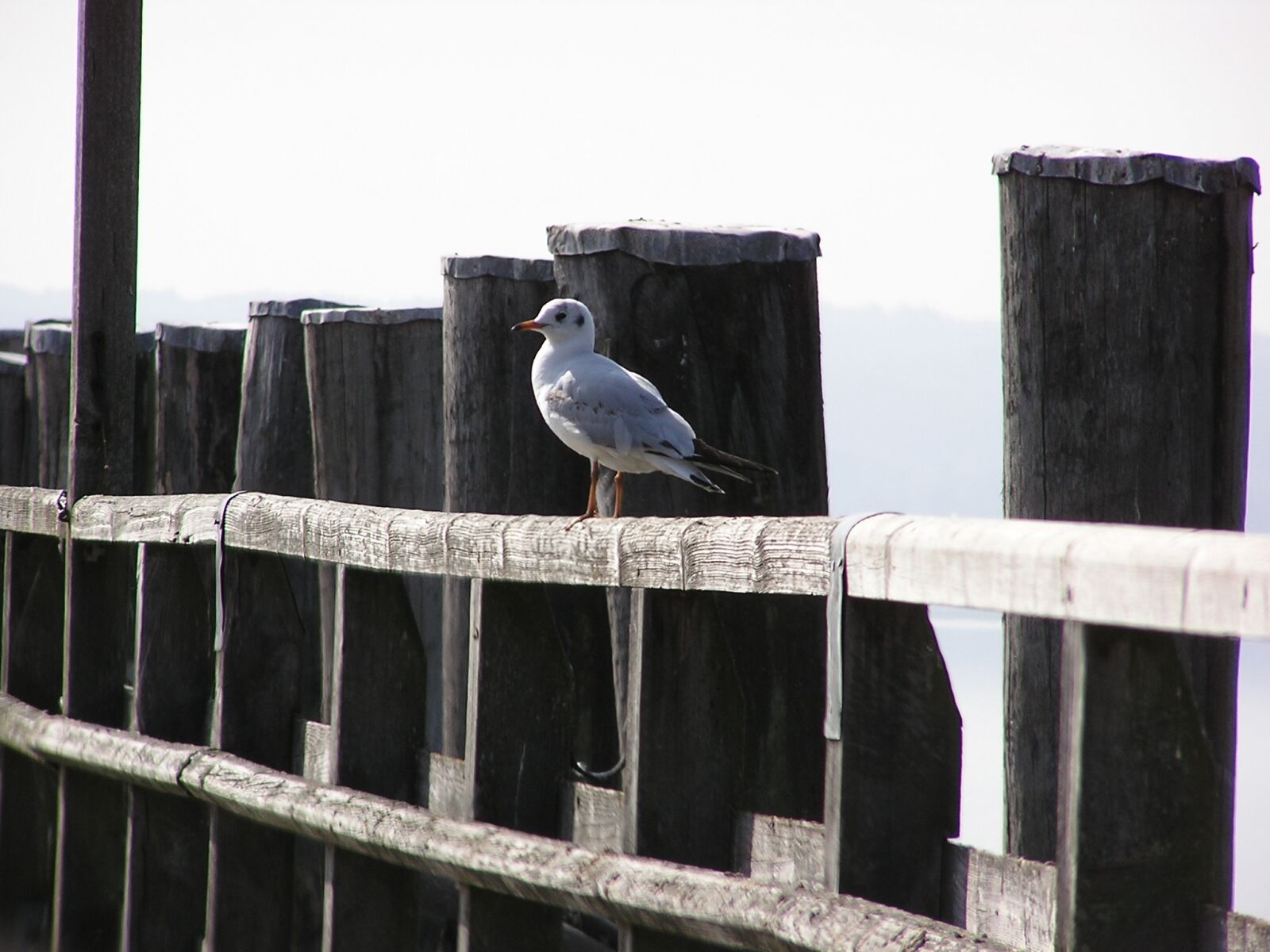 Olympus C740UZ sample photo. Web, lake, seagull photography